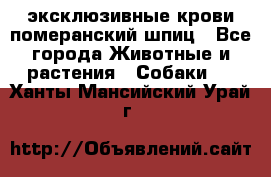 эксклюзивные крови-померанский шпиц - Все города Животные и растения » Собаки   . Ханты-Мансийский,Урай г.